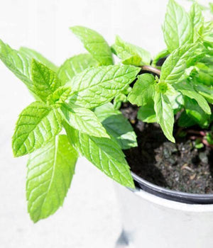 Pěstování máty krok za krokem – osvěžte si zahradu i balkon