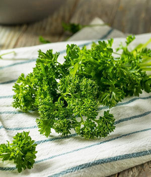 Jak pěstovat petržel – kompletní průvodce pro české zahrádkáře