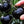 Načíst obrázek do prohlížeče galerie, Pomidor Black Cherry - Sadzonka - Niezłe Ziółko