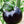 Načíst obrázek do prohlížeče galerie, Pomidor Black Cherry - Sadzonka - Niezłe Ziółko