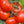 Načíst obrázek do prohlížeče galerie, Sazenice rajčat - Malinové rajče - Raspberry Favorit - SazeniceOnline
