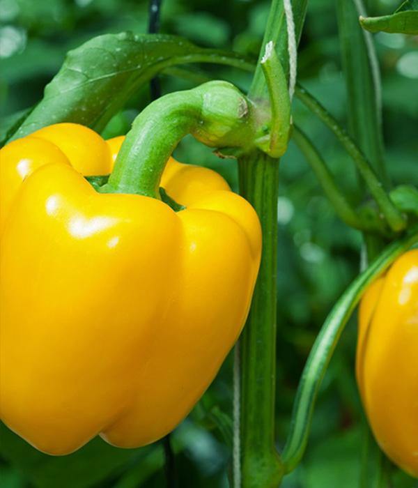 Papryka Słodka Żółta Kasia - Sadzonka - Niezłe Ziółko