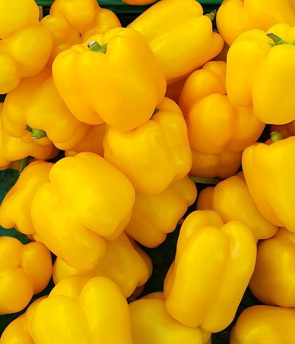 Papryka Słodka Żółta Kasia - Sadzonka - Niezłe Ziółko