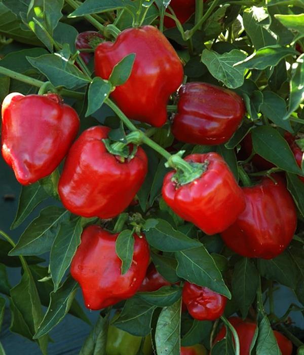 Papryka Słodka Czerwona Roberta - Sadzonka - Niezłe Ziółko