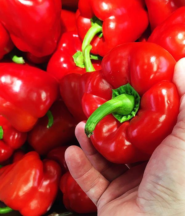 Papryka Słodka Czerwona Roberta - Sadzonka - Niezłe Ziółko