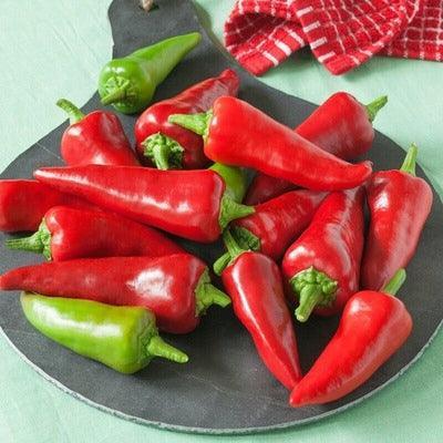 Papryka Stożkowa Słodka - Sadzonka - Niezłe Ziółko