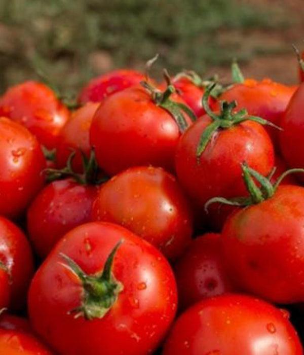 Tornado - Sadzonka Pomidora - Niezłe Ziółko