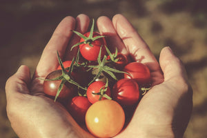 Jak správně pěstovat rajčata – od sadby po bohatou sklizeň