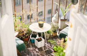 Nejlepší bylinky pro pěstování doma – balkon, terasa i parapet