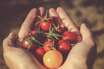 Zelenina, která nejlépe roste ze sazenic – rajčata, paprika a další
