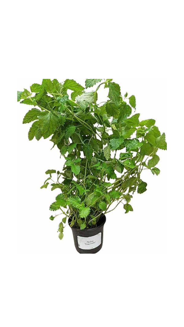 Meduňka - Sazenice - Bylinky v květináči