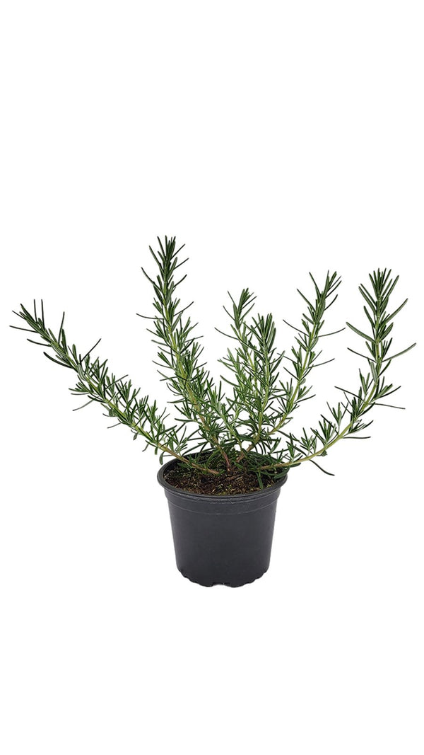 Rozmarýn - Sazenice - Bylinky v květináči
