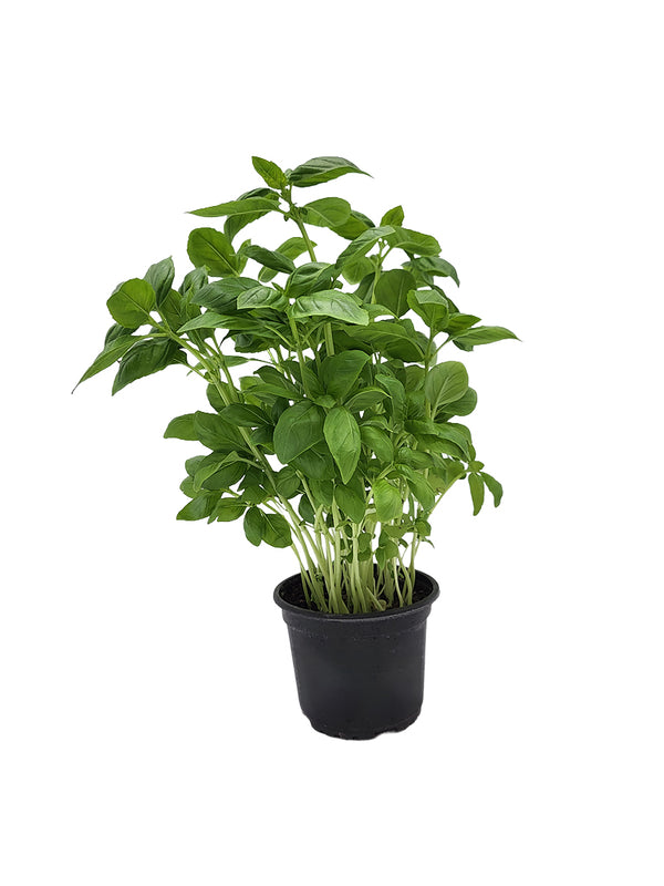 Zelená bazalka - Sazenice  - Bylinky v květináči