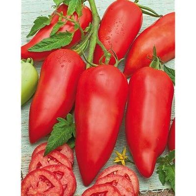 Sazenice rajčat - Malinové Paprikové rajče - Cornabel F1