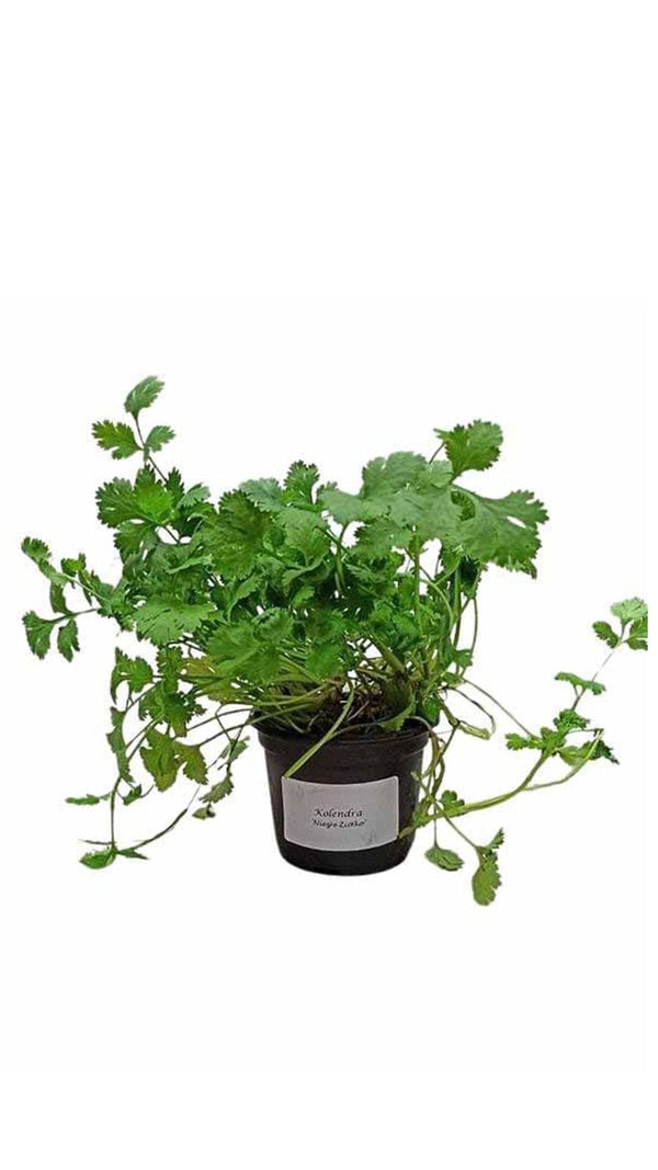 Koriandr - Sazenice - Bylinky v květináčích