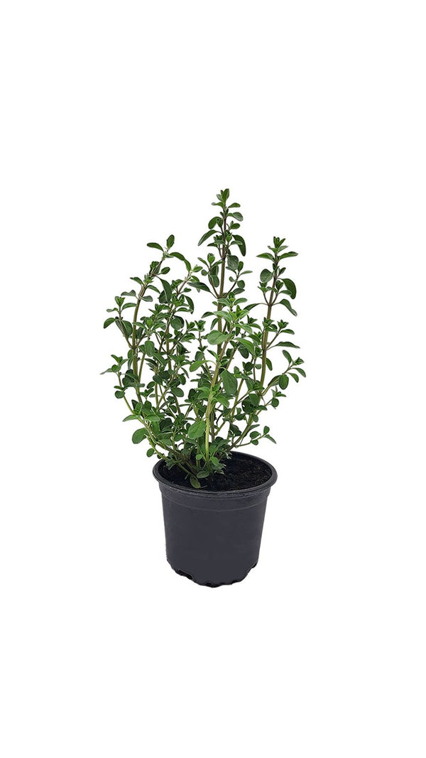 Majoránka - Sazenice - Bylinky v květináč