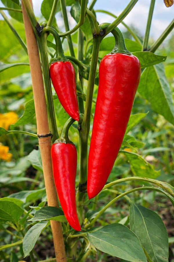 Paprika sazenice - Pálivý pepř - Cayenne