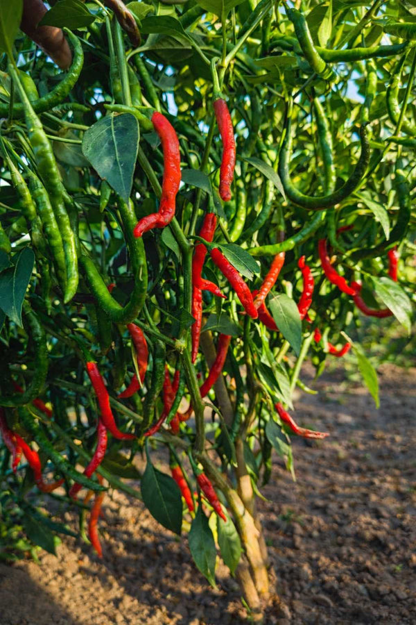 Paprika sazenice - Pálivý pepř - Chilli