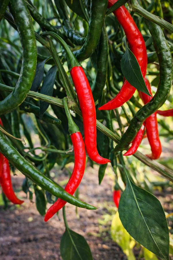 Paprika sazenice - Pálivý pepř - Chilli