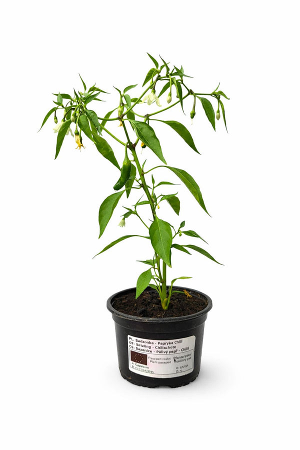 Paprika sazenice - Pálivý pepř - Chilli