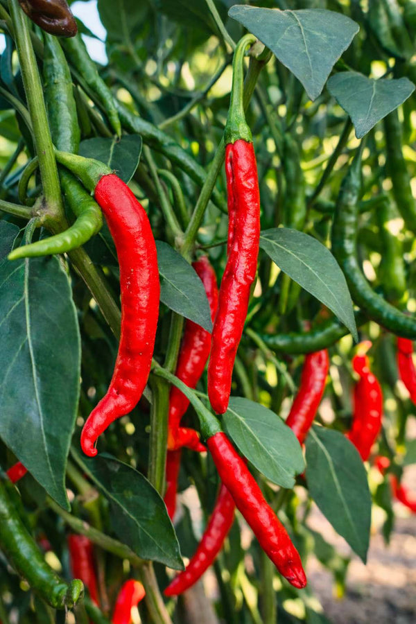 Paprika sazenice - Pálivý pepř - Chilli