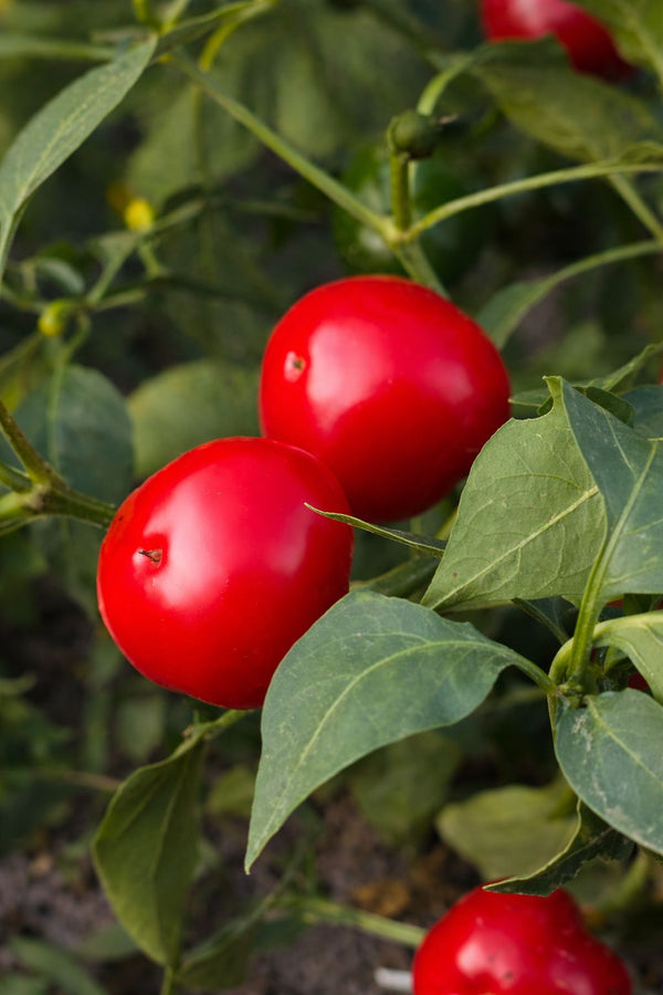 Paprika sazenice - Pálivý pepř - Paprika třešňová