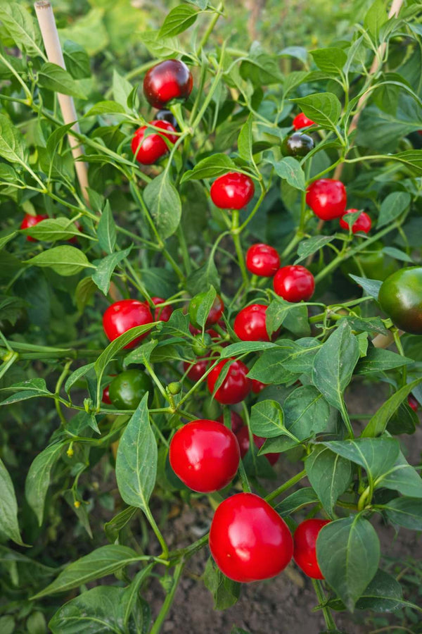 Paprika sazenice - Pálivý pepř - Paprika třešňová