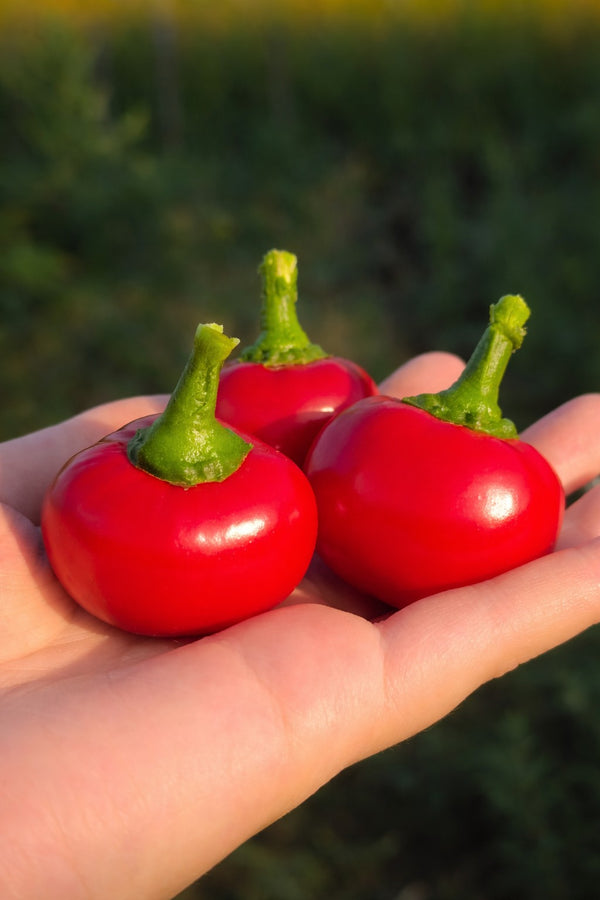 Paprika sazenice - Pálivý pepř - Paprika třešňová