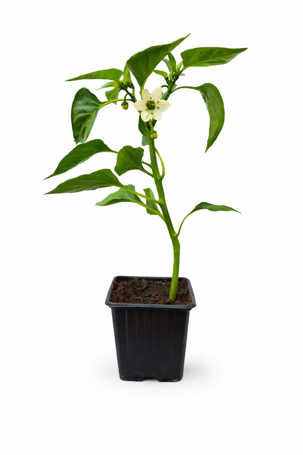 Paprika sazenice - Pálivý pepř - Paprika třešňová