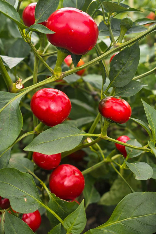 Paprika sazenice - Pálivý pepř - Paprika třešňová