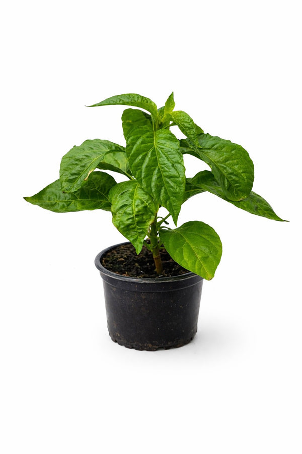 Paprika sazenice - Pálivý pepř - Habanero