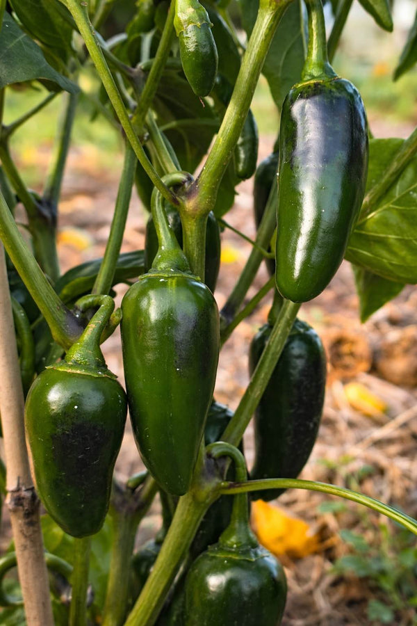 Paprika sazenice - Pálivý pepř - Jalapeño