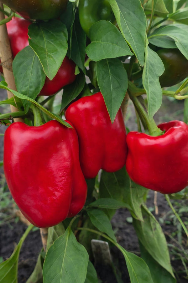 Paprika sazenice - Sladká paprika - Červená Roberta