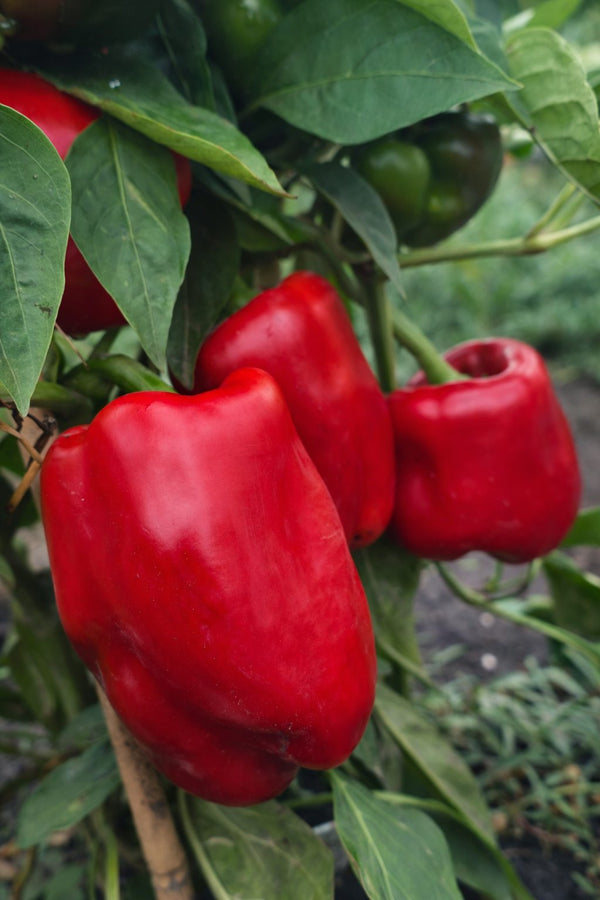 Paprika sazenice - Sladká paprika - Červená Roberta
