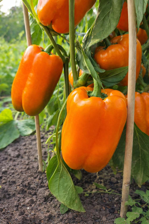 Sazenice pepře - Sladká paprika - Oranžová Kubista