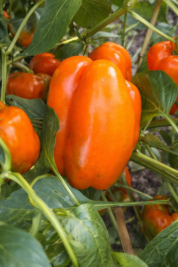 Sazenice pepře - Sladká paprika - Oranžová Kubista