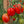 Načíst obrázek do prohlížeče galerie, Sazenice rajčat - Cherry rajče - Červená hruška
