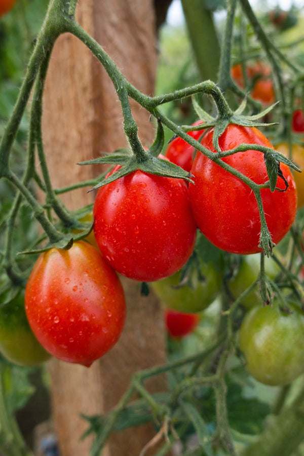 Sazenice rajčat - Cherry rajče - Červená hruška