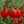 Načíst obrázek do prohlížeče galerie, Sazenice rajčat - Cherry rajče - Červená hruška
