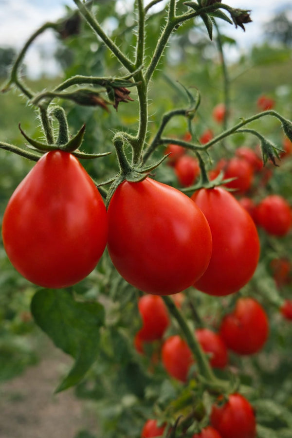 Sazenice rajčat - Cherry rajče - Červená hruška