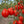 Načíst obrázek do prohlížeče galerie, Sazenice rajčat - Cherry rajče - Červená hruška
