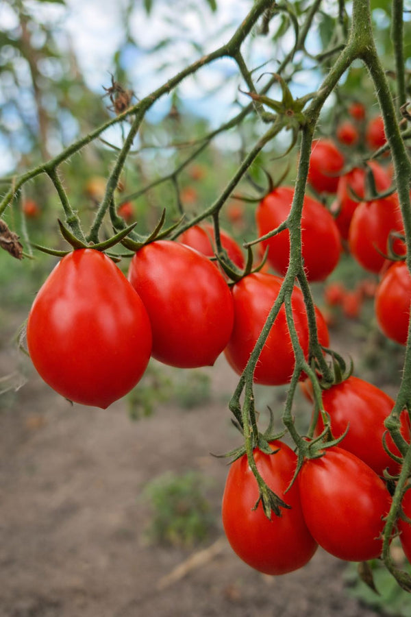 Sazenice rajčat - Cherry rajče - Červená hruška