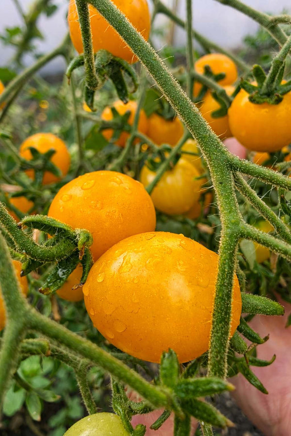 Sazenice rajčat - Koktejlová rajčata - Yellow Cherry