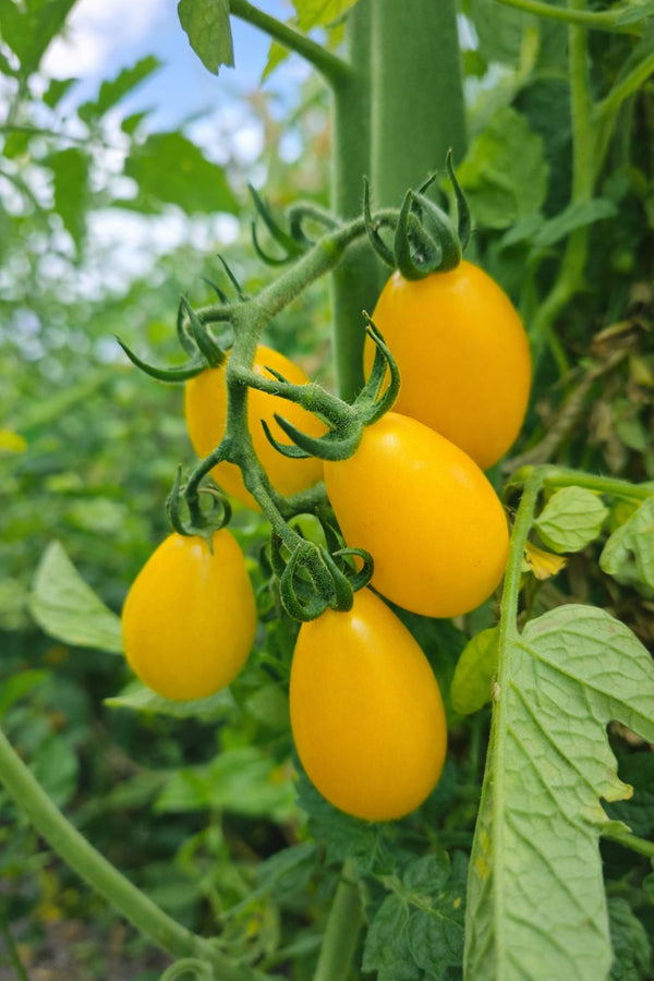 Sazenice Rajčat - Koktejlová Rajčata - Žlutá Hruška