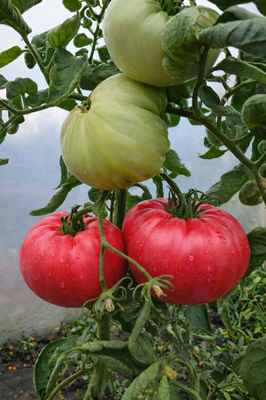 Sazenice rajčat - Malinové rajče - Varšavská malina