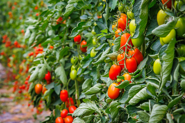 Sazenice rajčat - Červené rajče - Kmicic