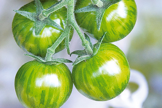 Sazenice rajčat - Koktejlová rajčata - Zelená Zebra