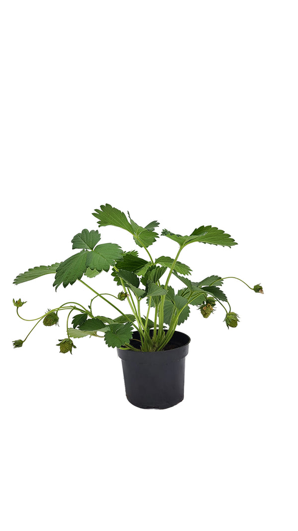 Sazenice - Závěsná jahoda (závěsná/popínavá) - Fragaria x ananassa