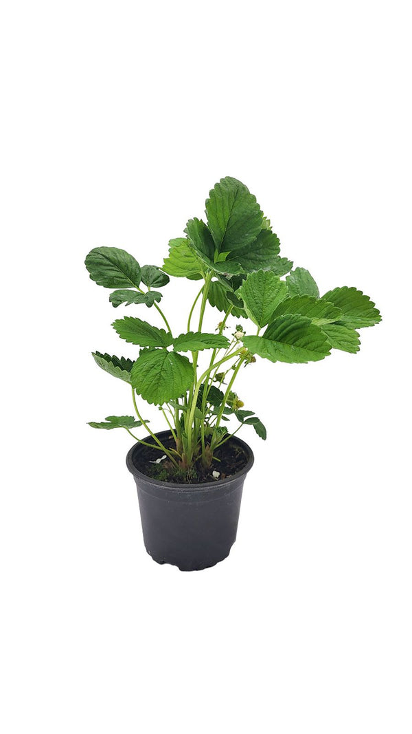 Sazenice - Závěsná jahoda (závěsná/popínavá) - Fragaria x ananassa