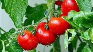 Sazenice rajčat - Červené rajče - Cracovian - SazeniceOnline